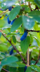Honeysuckle branch with blue ripe berries. Beautiful drops after the rain.