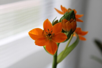 Orange flowers on a blurred background