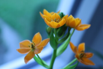 Orange flowers on a blurred background