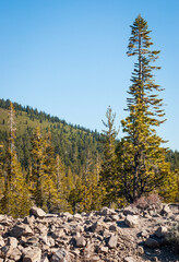 Fototapeta na wymiar Rock Field and Treeline at Lassen Volcanic National Park in California