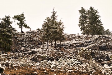 B&auml;ume mit Schnee