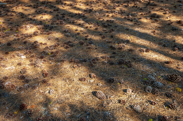 Large Pinecones at Lassen Volcanic National Park