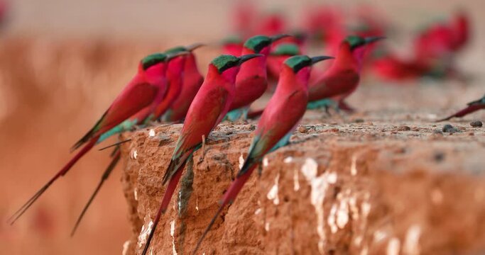 Crimson red, very colourful African bird, Southern Carmine Bee-Eater, colony of birds of the river banks of the Zambezi River, ManaPools, Zimbabwe.
