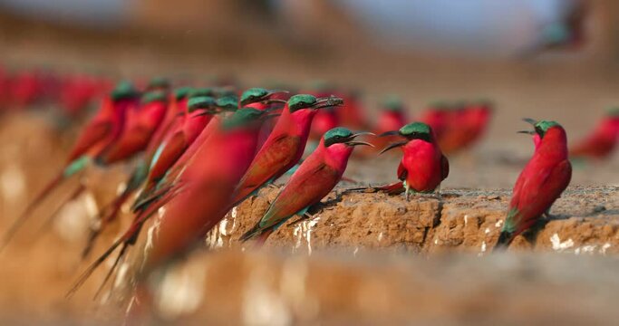 Crimson red, very colourful African bird, Southern Carmine Bee-Eater, colony of birds of the river banks of the Zambezi River, ManaPools, Zimbabwe.