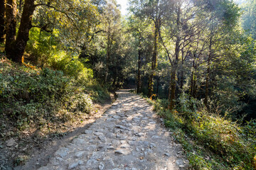 Obraz premium Forest path to Dorothy's Seat in Nainital