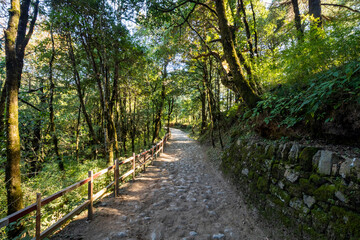 Fototapeta premium Forest path to Dorothy's Seat in Nainital