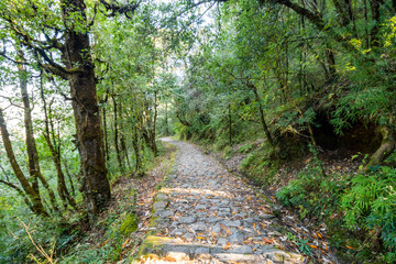 Fototapeta na wymiar Forest path to Dorothy's Seat in Nainital