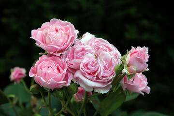 rosa rosenblüten am strauch