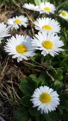Daisies in a garden