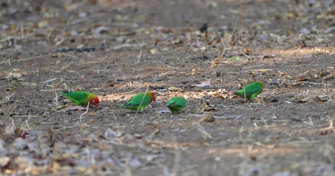 A flock of colourful Lilian's lovebirds, Agapornis lilianae, feeding on the ground. Mana Pools, Zambezi river bank, Zimbabwe.