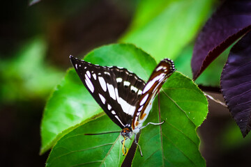 A view of the Common sailor butterfly in the forest on the outskirts of a rice field, Aceh, Indonesia