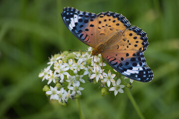 ツマグロヒョウモン