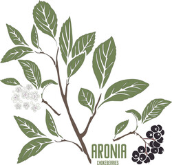 Aronia plant in color vector silhouette. Aronia melanocarpa plant medicinal outline. Set of Black Chokeberries in color for pharmaceuticals and cooking. Black Rowan Gray contour and color drawing