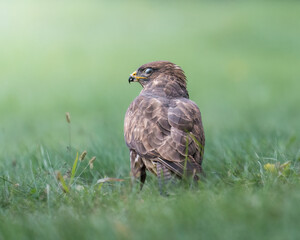 Common buzzard in the grass