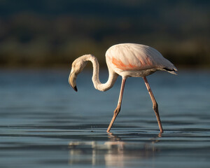 Flamingo on the lake illuminated by the rays of the sun - 582097089