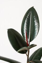 Close up Indoor plant ficus rubber tree isolated on white background. India rubber fig green leaves air purifier plant indoor minimal design. Ficus elastica black prince black knight.