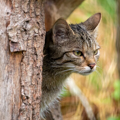 Europäische Wildkatze fokusiert © Mick Mchls