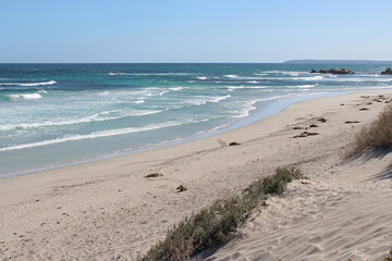littoral at seal bay at kangaroo island (australia)