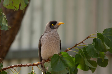 Australian native noisy miner bird perched on a tree in the garden