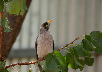 Australian native noisy miner bird perched on a tree in the garden