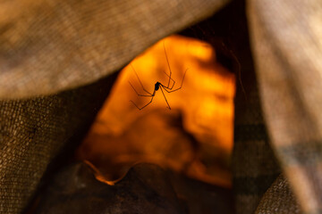 Close-up of a daddy long legs spider in an entrance with sunset background