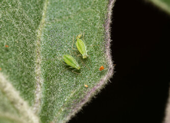 Close-up of green insects called Aphids, on an eggplant leaf