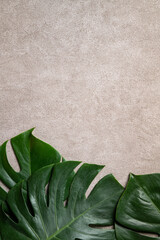 Naklejka na ściany i meble Tropical palm monstera leaves isolated on gray table background.