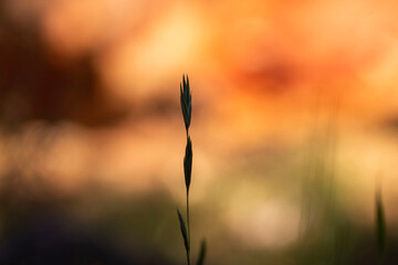 selective focus on grass blades against a blurry susnet background