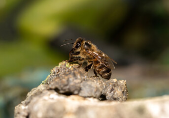 Close-up of a honeybee with water drops on its back outdoors on a rocky surface 