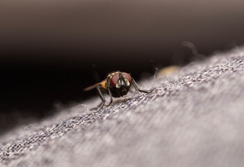 Close-up of a housefly indoors on the couch in Adelaide, South Australia