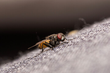 Close-up of a housefly indoors on the couch in Adelaide, South Australia