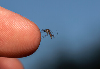 close-up of a mosquito on a human finger tip sucking blood during summer, in Adelaide, South Australia