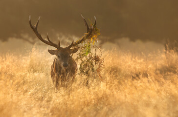 Red Deer stag with bracken on antlers during rutting season at sunrise