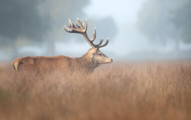 Naklejka na ściany i meble Red Deer stag on a misty autumn morning