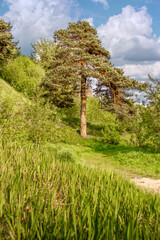 Obraz premium Luxurious pine tree against the blue sky with beautiful clouds.