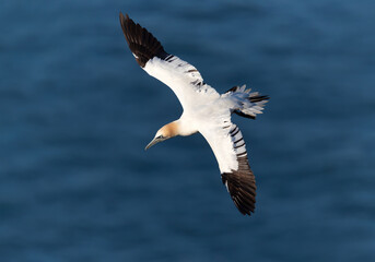 Close up of a Northern gannet in flight