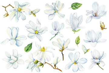 White magnolia flowers set on isolated background, watercolor flora for design. Beautiful hand drawn illustration © Hanna