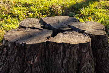 Stump on green grass in the garden. Old tree stump in the summer park.