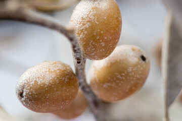 Leaves and fruits of the Tree of Paradise. Elaeagnus angustifolia.