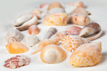 Seashells on the seashore and summer beach