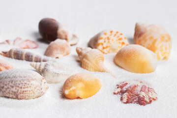 Summer beach. Seashell on the sand. close up