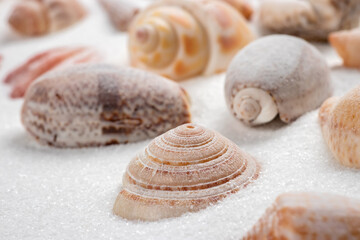 Summer beach. Seashell on the sand. close up