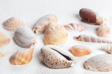 Different seashells on sand. Sea summer vacation background