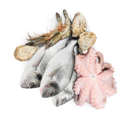 Fresh dorado fish, octopus, oysters and shrimps on white background, top view