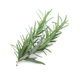 Fresh green rosemary twigs isolated on white