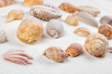 Seashells on the seashore and summer beach