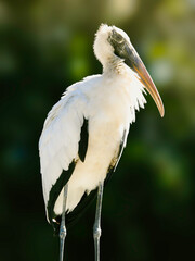 Wood Stork Portrait