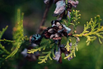 spruce seeds close up