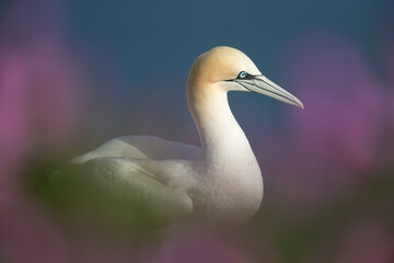 Close up of a Northern gannet in pink heather