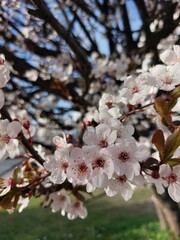 tree blossom